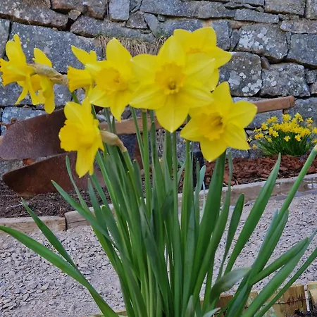 Le Petit Vosgien La Bresse