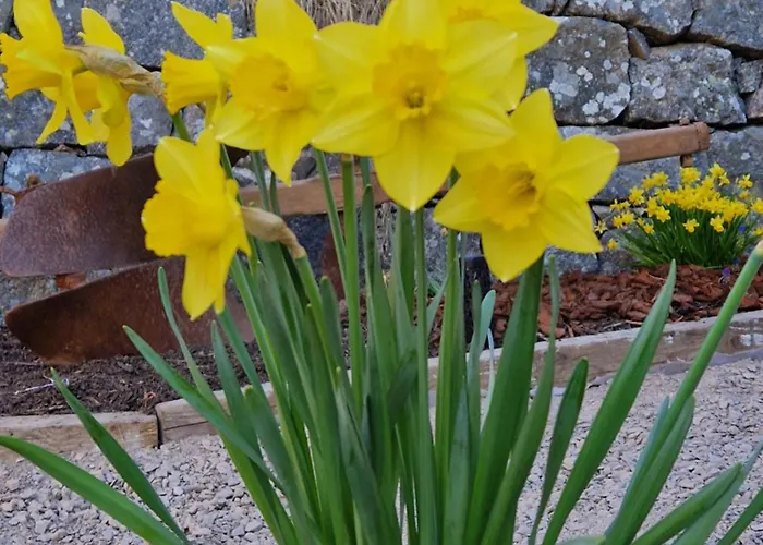 Le Petit Vosgien La Bresse